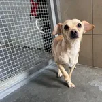 Pies do adopcji, Kraków, 12 czerwca 2025