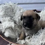 13157/123/25 Nana  data przyjęcia - 27.06.2025