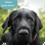 Pies do adopcji, Dąbrówka, 27 czerwca 2025