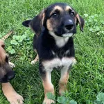 Pies do adopcji, Włocławek, 27 czerwca 2025