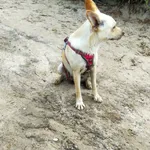 Biały pies w uprzęży z plaży