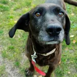 Pies do adopcji, Włocławek, 27 czerwca 2025