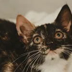 Znaleziono kota, Sosnowiec, 26 czerwca 2025