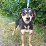 Znaleziono psa, Henrykowo, 8 czerwca 2025