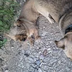 Znaleziono psa, Łódź, 27 czerwca 2025