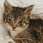 Znaleziono kota, Sosnowiec, 26 czerwca 2025