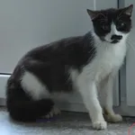 Kot do adopcji, Grudziądz, 7 czerwca 2025