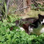 Kot do adopcji, Grudziądz, 7 czerwca 2025