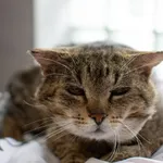 Znaleziono kota, Sosnowiec, 26 czerwca 2025