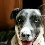 Znaleziono psa, Wałbrzych, 16 lutego 2026