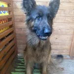 Znaleziony pies,Szubsk Duży gmina Krośniewice 