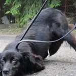 Znaleziono psa, Łódź, 28 czerwca 2025