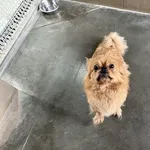 Pies do adopcji, Kraków, 13 czerwca 2025