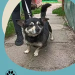 Znaleziono psa, Dąbrówka, 27 czerwca 2025