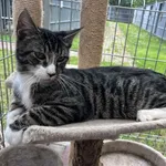 Kot do adopcji, Włocławek, 29 czerwca 2025