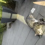 Zaginął kot, Łódź, 29 czerwca 2025