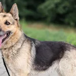 Znaleziono psa, Tatary, 6 czerwca 2025