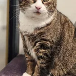 Znaleziono kota, Szczecin, 29 czerwca 2025