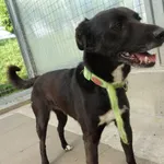 PIES Z INTERWENCJI 28.06.2025