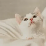 Znaleziono kota, Sosnowiec, 10 maja 2025