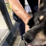 Pies odnaleziony w dniu 27.06.2025 r. przy ul. Zygmunta Augusta.