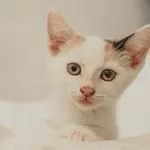 Znaleziono kota, Sosnowiec, 10 maja 2025