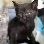 Znaleziono kota, Lublin, 30 czerwca 2025