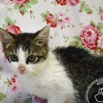 Kot do adopcji, Chełmek, 14 czerwca 2025