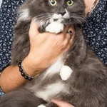 Zaginęła szara kotka