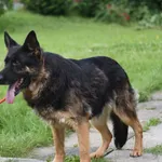 Pies do adopcji, Ropczyce, 1 lipca 2025