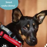 Pies do adopcji, Dąbrówka, 1 lipca 2025