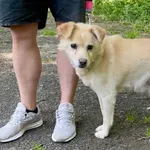 Pies do adopcji, gmina Platerówka, 1 lipca 2025