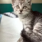 Znaleziono kota, Lublin, 29 czerwca 2025