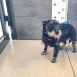 Przyjęty: 2025-06-30 Gmina: Żywiec Płeć: Suka Opis: mieszaniec, czarne z białym