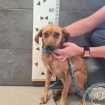 Przyjęty: 2025-06-30 Gmina: Żywiec Płeć: Suka Opis: mieszaniec, brązowe