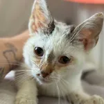 Znaleziono kota, Lublin, 29 czerwca 2025