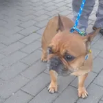 Znaleziono psa, Bydgoszcz, 29 czerwca 2025