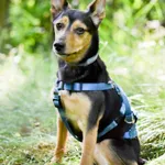 Sara 264/2025 przebywa w domu tymczasowym