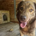 Pies do adopcji, Orzechowce, 30 czerwca 2025