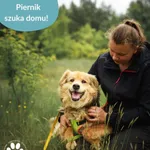 Pies do adopcji, Dąbrówka, 30 czerwca 2025