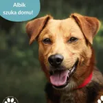 Pies do adopcji, Dąbrówka, 1 lipca 2025