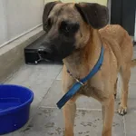 PIES PRZYWIEZIONY Z INTERWENCJI 30-06-2025