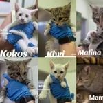 Kot do adopcji, Radom, 2 lipca 2025