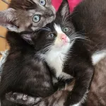 Kot do adopcji, Szczecin, 13 czerwca 2025