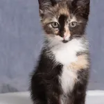 Kot do adopcji, Gdańsk, 2 lipca 2025