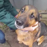 Oddam psa, Warszawa, 2 lipca 2025