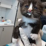 Kot do adopcji, Szczecin, 13 czerwca 2025