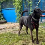 Pies do adopcji, Tychy, 30 maja 2025