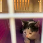 Kot znaleziony w Krośniewicach 