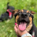 Pimpuś, to uroczy przytulas, który ma 4 lata i waży ok. 8 kg. Chłopak na początku miał problemy z chodzeniem na smyczy, ale pracujemy nad tym i z każdym dniem idzie mu coraz lepiej. Z innymi psami r